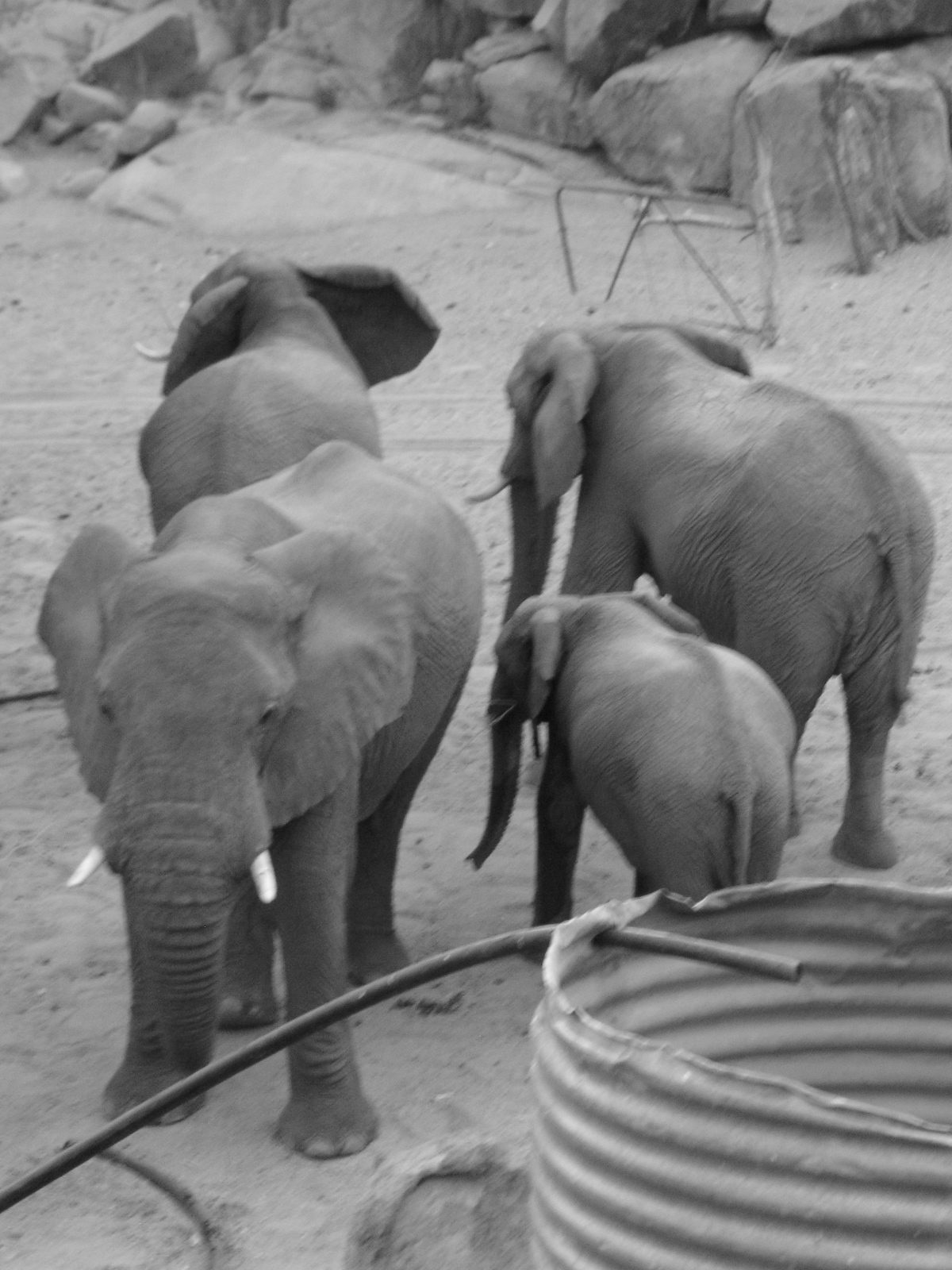 Damaraland — desert-adapted elephants of the Namib gathered at a corrugated-steel water reservoir in the dry Ugab riverbed